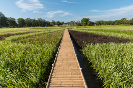 colorful  variety type of rice field in sunset timeの写真素材