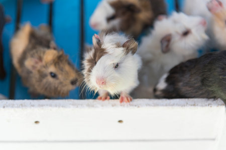a lot of hamster runningの写真素材