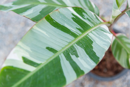 Closeup focus to Musa Florida Albo Variegatedの写真素材