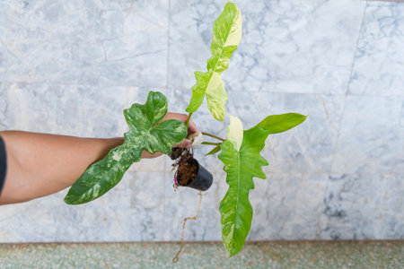 Closeup to Fresh leaf of philodendron florida beauty x mayoiの写真素材
