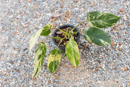Closeup to philodendron emerald queen in the potの写真素材