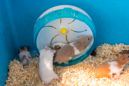 a lot of hamster running in the toyの写真素材