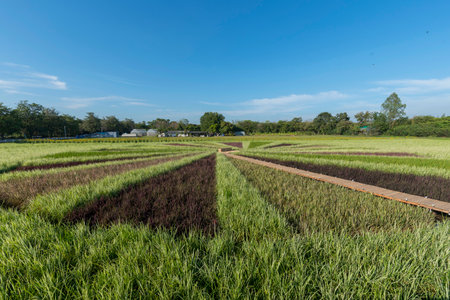 colorful  variety type of rice field in sunset timeの写真素材