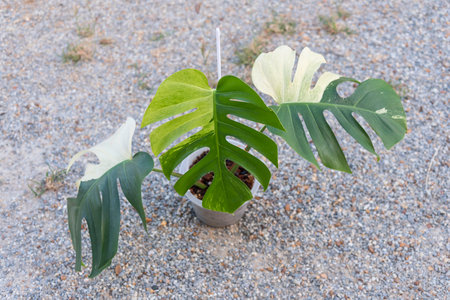 Monstera deliciosa x borsigiana mint in the potの写真素材