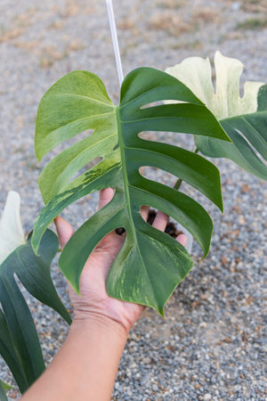 Monstera deliciosa x borsigiana mint in the potの写真素材