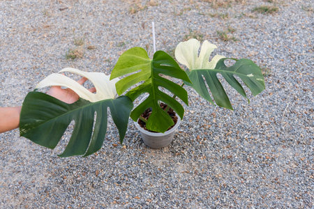 Monstera deliciosa x borsigiana mint in the potの写真素材