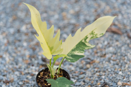 Closeup to Fresh leaf of philodendron florida beauty x tortumの写真素材
