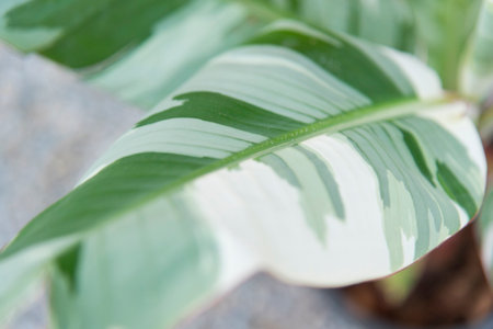 Closeup focus to Musa Florida Albo Variegatedの写真素材