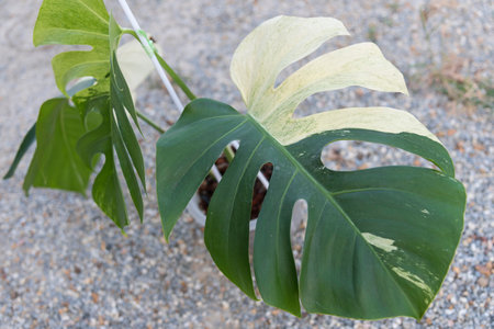 Monstera Deliciosa x Borsigiana Mint variegated in the potの写真素材