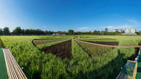 panorama process style of colorful variety type of rice field in sunset timeの写真素材