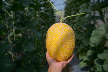 Closeup to Fresh melon in greenhouseの写真素材