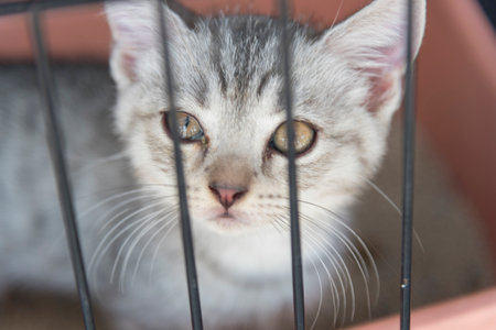 Closeup to Little cat in cageの写真素材