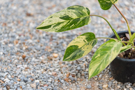 Closeup to philodendron emerald queen in the potの写真素材