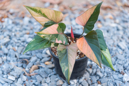 Closeup to Homalomena Pink Diamond in the potの写真素材