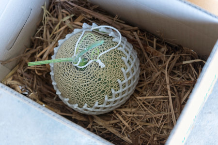 Pack the fresh melon in the box for shipping to customerの写真素材