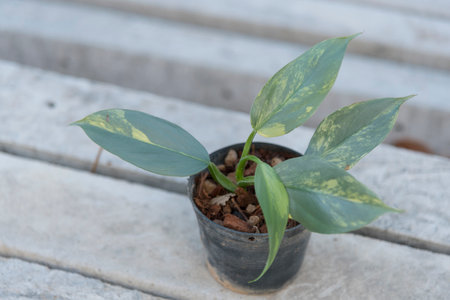 Closeup to Little of Philodendron Silver Sword in the potの写真素材
