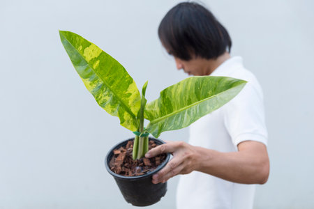 Closeup focus to philodendron in the potの写真素材