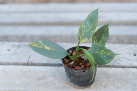 Closeup to Little of Philodendron Silver Sword in the potの写真素材