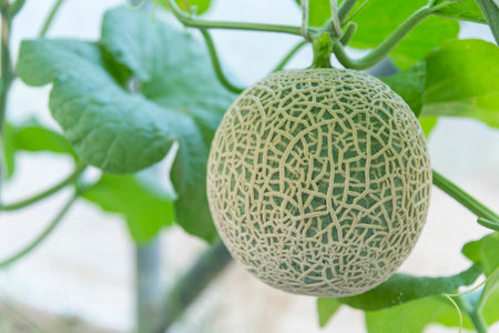 Closeup to Fresh green melon in greenhouseの写真素材