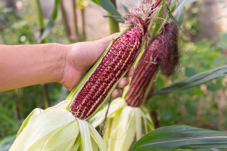 Closeup to fresh purple corn on wood plateの写真素材