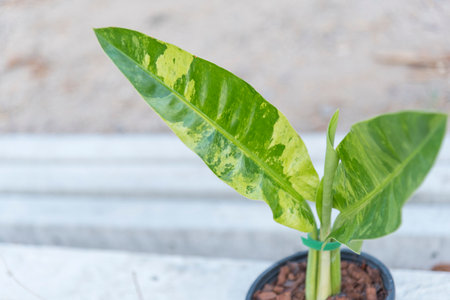 Closeup focus to philodendron in the potの写真素材