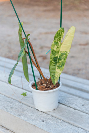 Closeup to Philodendron billietiae var in the potの写真素材