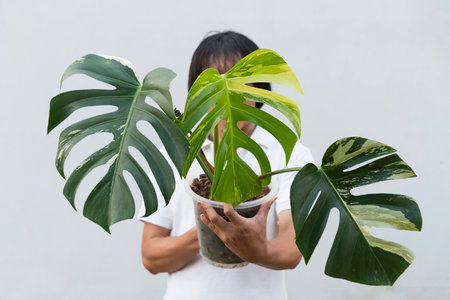 Monstera Deliciosa x Borsigiana Mint variegated in the potの写真素材