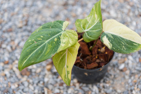 Philodendron Gloriosum Tri Color Variegated in the potの写真素材