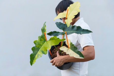 Closeup focus to Philodendron williamsii Variegated x angela in the potの写真素材