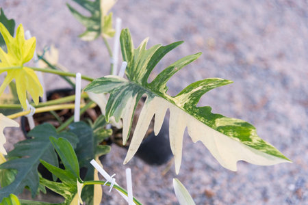 Closeup to Fresh leaf of philodendron florida beauty x tortumの写真素材