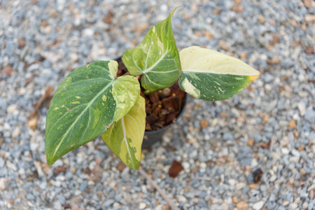 Philodendron Gloriosum Tri Color Variegated in the potの写真素材