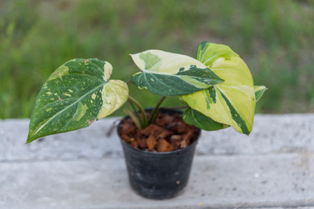 Philodendron Gloriosum Tri Color Variegated in the potの写真素材