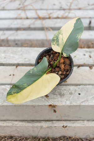 Closeup to Little of Philodendron Silver Sword in the potの写真素材