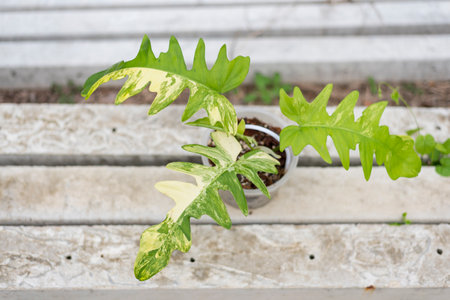 Philodendron Distantilobum Variegatedx Philodendron Florida beauty on the groundの写真素材