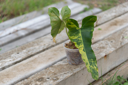 Closeup to New hybrid plant florida beauty x Philodendron Black Billietiae in the potの写真素材