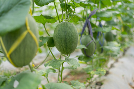 Fresh green melon in greenhouseの写真素材