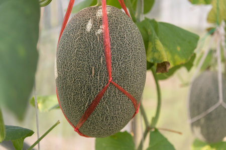 Closeup to Fresh green melon in greenhouseの写真素材