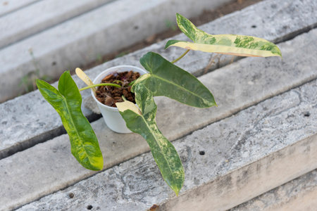 Closeup to New hybrid plant Philodendron Jennifer var in the potの写真素材