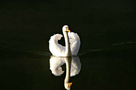 White swan in the lakeの写真素材