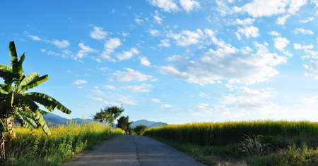 Flowering indian heam along the side of the road at Paiの写真素材