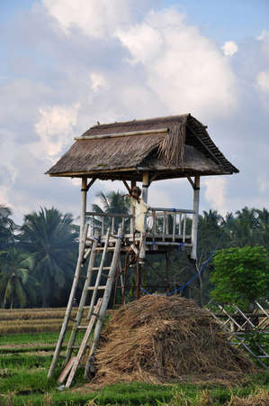 Snap shot image of a hut in the rice field in Baliのeditorial素材