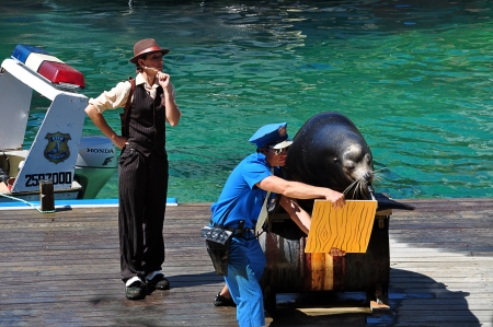 Seaworld on cold coast, Australia, Photo taken at January 2011-Showing a police man holding a board for the sea lion to mouth draw on のeditorial素材