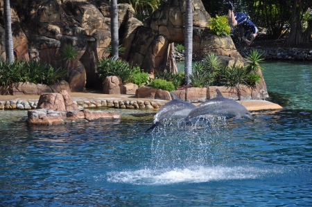 Photo taken at January 2011-Dolphins show jumping  at Seaworld on cold coast, Australiaのeditorial素材