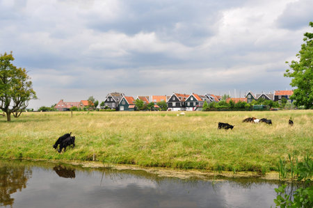 Beautiful dutch houses with meadow landscape and goats at countryside of hollandの写真素材