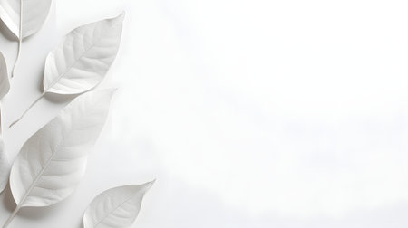 White leaves on a white background. Flat lay, top view.の素材