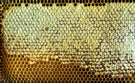 Natural honey cells full with fresh honeyの写真素材