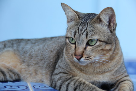 Thai grey cat の写真素材