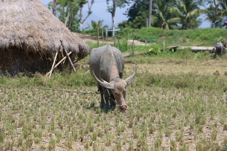 Buffalo eats grass.の写真素材