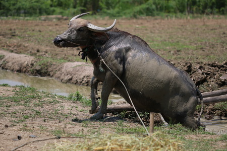 Buffalo on the grassの写真素材