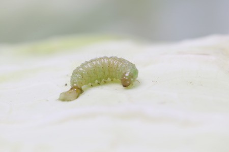 Worms eat vegetables.の写真素材